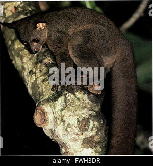 L'Atlas de conservation des forêts tropicales - Afrique (1992) Banque D'Images