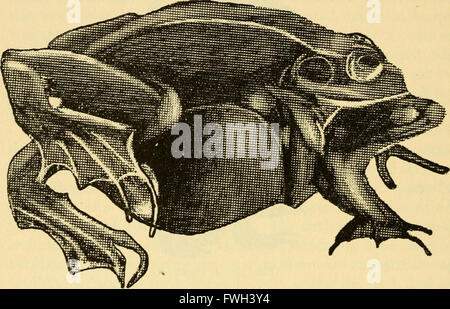 L'écologie et l'histoire de la vie de la grenouille rousse (Rana temporaria temporaria) (1962)