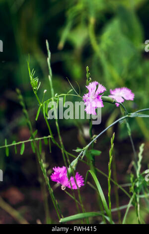 Belle jardin rose oeillet turc à l'été de jour nuageux Banque D'Images