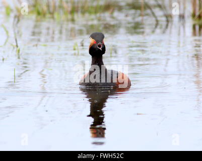 Grèbe à cou noir européen appelant (Podiceps nigricollis) en plumage nuptial complet Banque D'Images