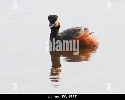 Close-up d'un grèbe à cou noir (Podiceps nigricollis) en plumage nuptial complet la natation dans un lac Banque D'Images