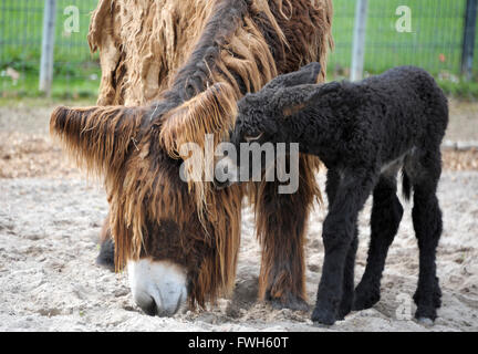 Stuttgart, Allemagne. Le 05 Avr, 2016. Un bébé âne né le jour précédent se trouve à côté de sa mère dans un enclos de la zoo Wilhema à Stuttgart, Allemagne, 05 avril 2016. Le Baudet du Poitou est considéré comme une espèce en danger critique. Photo : PHILIP SCHWARZ/dpa/Alamy Live News Banque D'Images