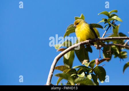Asuncion, Paraguay. 11 juin 2016. Un oiseau mâle de safran (Sicalis flaveola) perche sur la branche de goyave en prenant un bain de soleil, est vu pendant la journée ensoleillée à Asuncion, Paraguay. Crédit : Andre M. Chang/Alamy Live News Banque D'Images