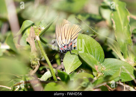 Asuncion, Paraguay. 11 juin 2016. Le papillon à veines noires (Atlides polybe) perche sur la feuille, sur le sol, est vu pendant la journée ensoleillée à Asuncion, Paraguay. Crédit : Andre M. Chang/Alamy Live News Banque D'Images