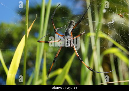 Red-legged globe doré-Spider web (Nephila inaurata), grande femelle et petit mâle sur le web, l'île de Mahé, Seychelles Banque D'Images