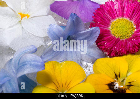 De belles fleurs de printemps congelés dans réglage du ressort Banque D'Images