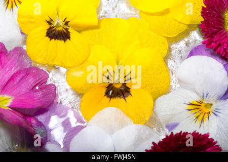 De belles fleurs de printemps congelés dans réglage du ressort Banque D'Images