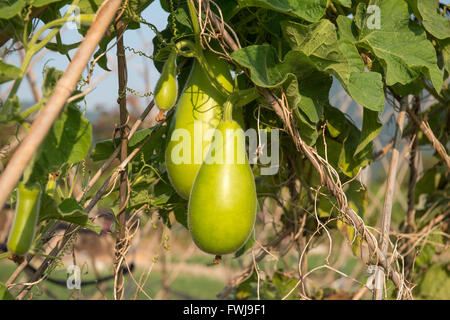 Gourde bouteille vert dans le jardin Banque D'Images