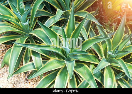 Les feuilles des plantes d'agave pointu Banque D'Images