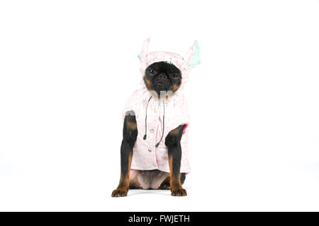 Bouledogue français studio portrait dans des vêtements isolated on white Banque D'Images