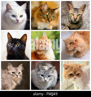 Portraits de chats, collage avec animaux domestiques dans différentes situations Banque D'Images