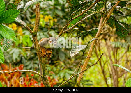 Singe-écureuil commun jouant dans les arbres de la forêt tropicale, en Amérique du Sud Banque D'Images