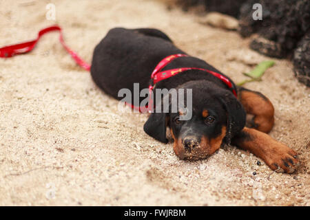 Rottweiler chiot gisant sur le sol et regardant la caméra Banque D'Images