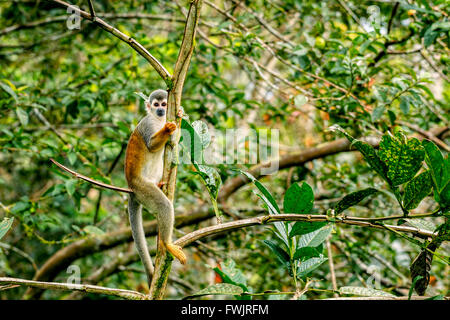 Singe-écureuil commun jouant dans les arbres, de l'Amérique du Sud Banque D'Images