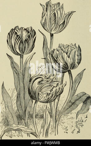 Ce travail de 1893 fournit un compte rendu détaillé des bulbes et des plantes à racines tubéreuses, couvrant leur histoire, leur description, les méthodes de propagation et les instructions de soin. Il sert de guide complet pour une culture réussie dans les jardins, les maisons et les serres. Banque D'Images
