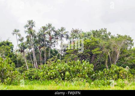 Amazon Jungle, est une forêt humide qui couvre la plus grande partie du bassin amazonien d'Amérique du Sud Banque D'Images