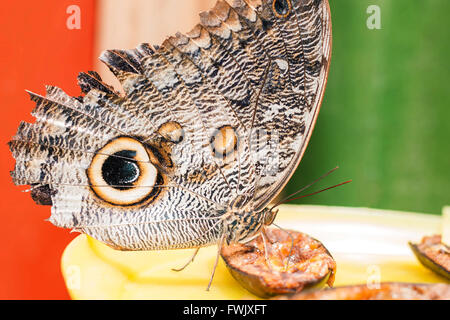 Owl Butterfly en forêt amazonienne de prendre son déjeuner, l'Amérique du Sud Banque D'Images