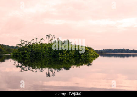 Arbres et palmiers dans l'eau du parc national de Cuyabeno, Amérique du Sud Banque D'Images