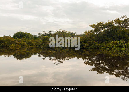 Forêt Amazonienne est une forêt humide qui couvre la plus grande partie du bassin amazonien d'Amérique du Sud, la Réserve de Cuyabeno Banque D'Images