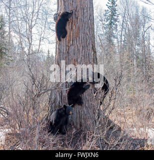 Ours noir sow monte la garde comme ses 3 oursons jouant descendre un arbre Banque D'Images