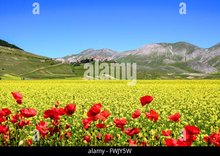 Un champ plein de fleurs avec une petite ville italienne en arrière-plan Banque D'Images