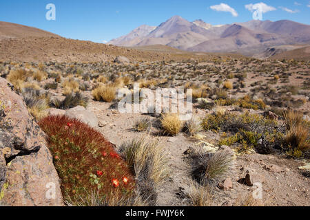 La floraison cactus (Cumulopuntia boliviana) dans le parc national de Lauca, au Chili. Banque D'Images