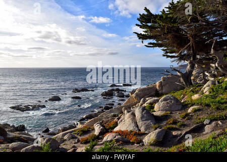 Côte du Pacifique le long de 17 mile drive à Monterey, CA Banque D'Images