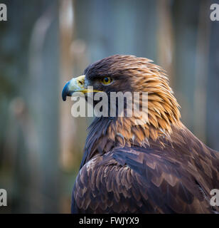 L'aigle royal, le roi des cieux. Banque D'Images