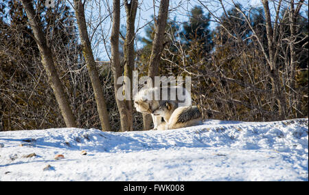 Loup gris dans le grand nord du Québec au Canada. Banque D'Images
