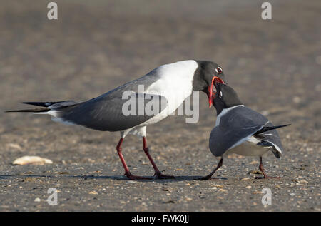 Les fréquentations de rire les mouettes (Leucophaeus atricilla) avec alimentation rutual, Galveston, Texas, États-Unis. Banque D'Images