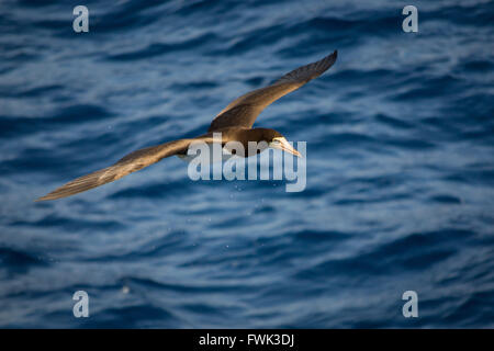 Un oiseau fou brun (Sula leucogaster) vole au-dessus de la mer des Caraïbes avec son envergure épique. Banque D'Images