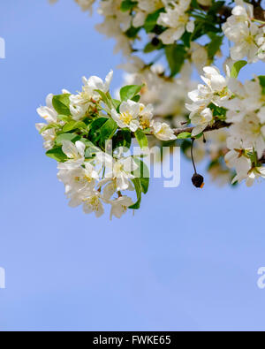 Printemps Japanese flowering crabapple Malus floribunda, fleurs, avec un vieux, en Oklahoma, USA. Banque D'Images