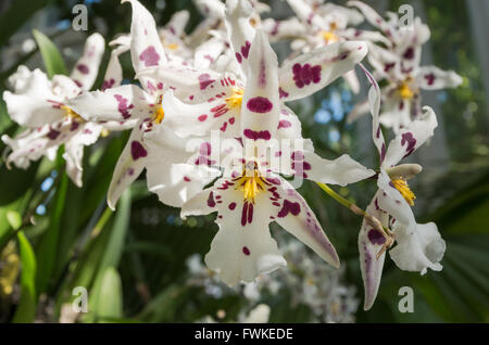 Beallara Bllra. Tropic Lily 'Hilo Spaceship' orchid (Orchidaceae) avec du blanc et violet fleurs tachées Banque D'Images