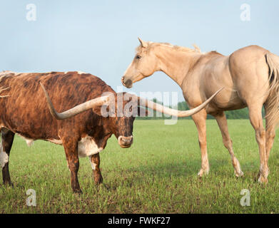 Vache Longhorn et Quarterhorse dans pâturage Banque D'Images