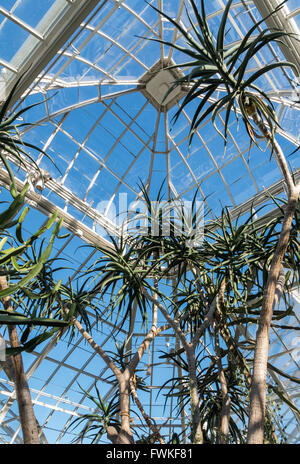 Regardant vers le haut au toit en verre, d'un pavillon d'Enid A. Haupt Conservatory à New York Botanical Garden avec arbres cactus Banque D'Images