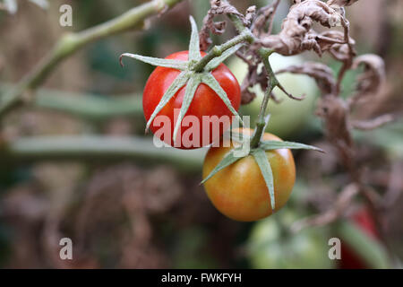 Les tomates fraîches maison mûrissement Banque D'Images