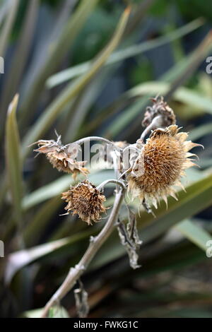 À moitié mangé plusieurs graines de tournesol séchées chef de la couronne Banque D'Images