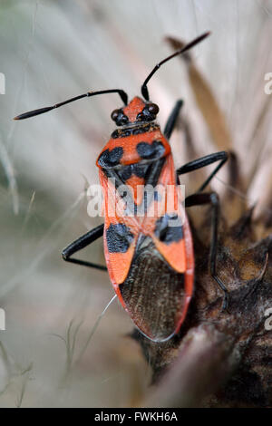 Corizus hyoscyami bug sur thistle seedhead. D'un rouge pourpre et noir vrai bug dans la famille Rhopalidae, alias sans punaises Banque D'Images