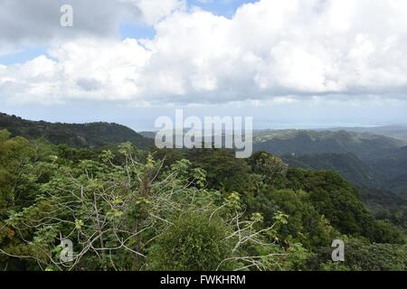 Vue de la forêt tropicale de Porto Rico Banque D'Images