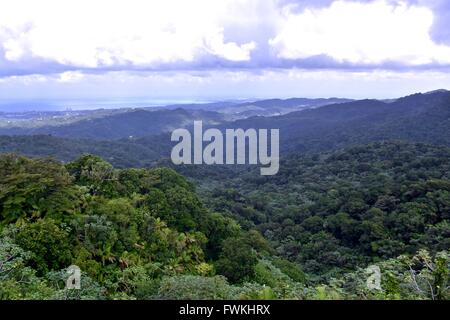 Vue de la forêt tropicale de Porto Rico Banque D'Images