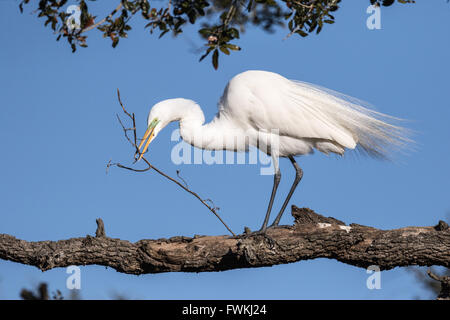 Grande Aigrette rassembler le matériel du nid Banque D'Images