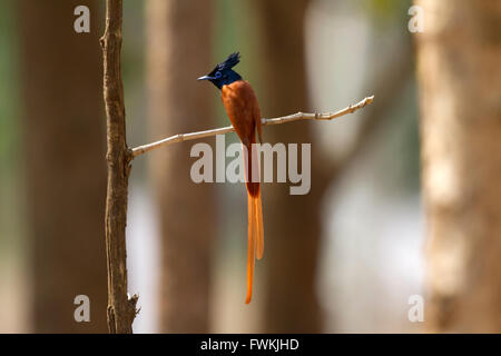 L'Indian paradise flycatcher (Terpsiphone paradisi), est de taille moyenne passereau originaire d'Asie qui est largement distribué. Banque D'Images