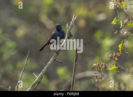 Homme de Pied Bushchat, le magnifique oiseau noir debout sur le bois dans l'arrière-plan très vert Banque D'Images