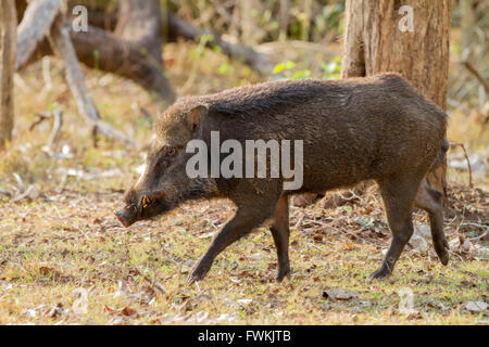 Sanglier indiens dans la forêt Banque D'Images