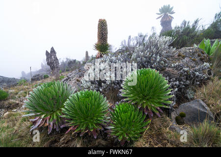 Jardin sauvage géant de Lobelia Lobelia (telekii) et le séneçon (Senecio géant keniodendron) sur le mont Kilimandjaro, Tanzanie, Afrique du Sud Banque D'Images