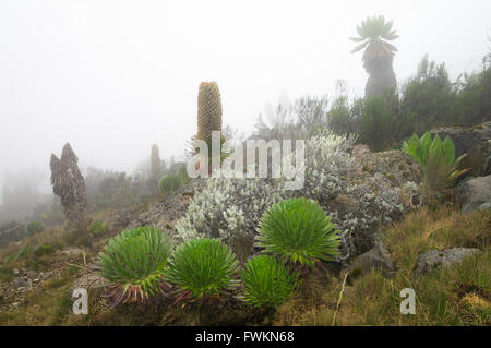 Lobelia Lobélie géante (telekii) et le séneçon (Senecio géant keniodendron) dans le brouillard sur le mont Kilimandjaro, Tanzanie, Afrique du Sud Banque D'Images