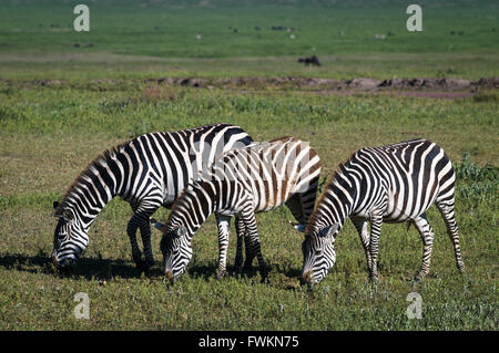 Trois zèbres (Equus quagga) côte à côte dans le cratère du Ngorongoro, en Tanzanie, l'Afrique Banque D'Images