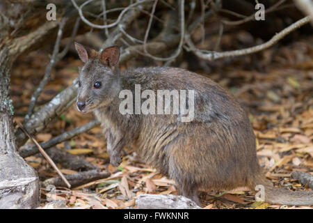 Red-bellied Calliste dos-bleu (Tangara billardierii), Narawntapu-Nationalpark, Tasmanien, Australie Banque D'Images