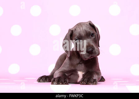 Dogue Allemand. Puppy (7 semaines). Studio photo sur un fond violet à pois blancs. Allemagne Banque D'Images