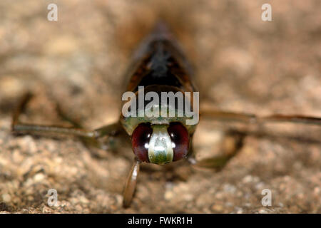 Notonecta maculata backswimmer sur la tête. Aquatiques prédateurs vrai bug dans la famille Notonectidae, également connu sous le nom d'un batelier de l'eau Banque D'Images